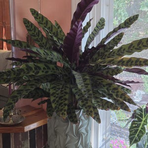 Barbara added a photo of their purchase