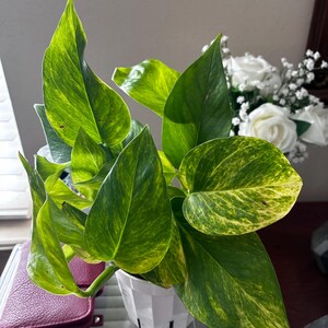 Pricilla added a photo of their purchase