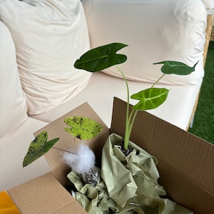 Chelsey ha añadido una foto de su compra