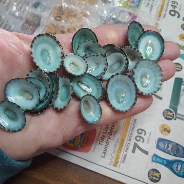 Blue Limpet Seashells Hand Selected - Etsy