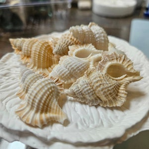 One 1 Irish Flat Scallop Shell Seashell 34 Crafts Beach Cottage ...