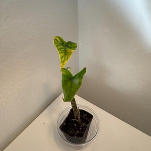 LaCresha added a photo of their purchase