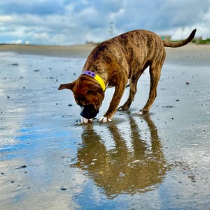 Nina heeft een foto van de aankoop toegevoegd
