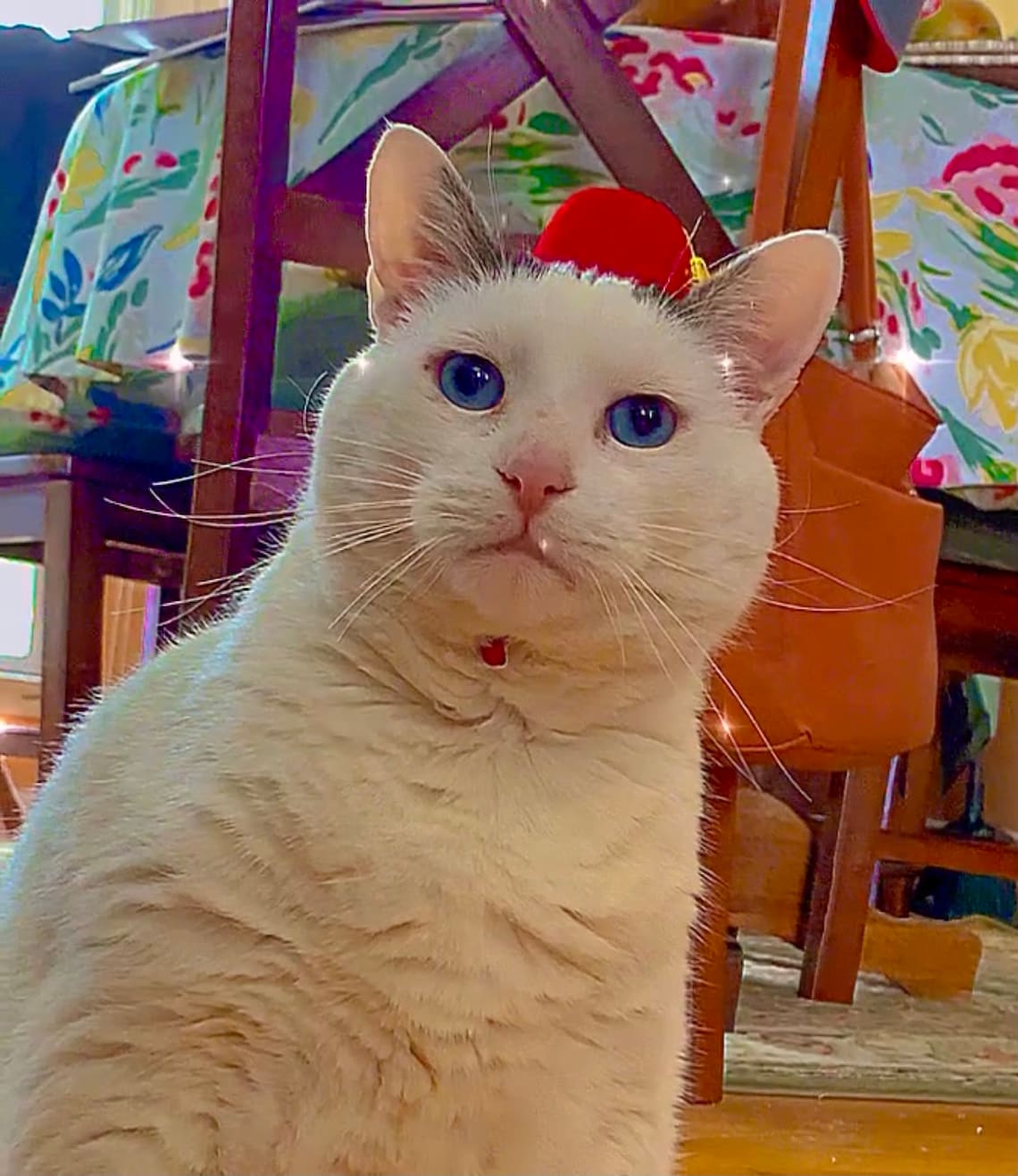 Customer photo of a pet with the Fez Hat mini small pet Cat Dog Hedgehog Vogue
