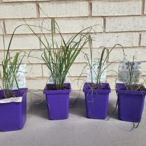 Bobbie a ajouté une photo de son achat