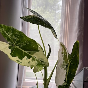 Caroline added a photo of their purchase