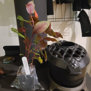 Jacy ha añadido una foto de su compra