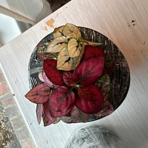 Dana added a photo of their purchase
