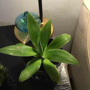 Evelyn added a photo of their purchase