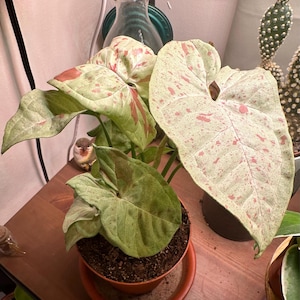 Renny hat ein Foto des gekauften Artikels hinzugefügt