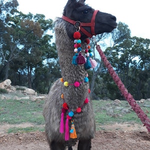Nichelle added a photo of their purchase