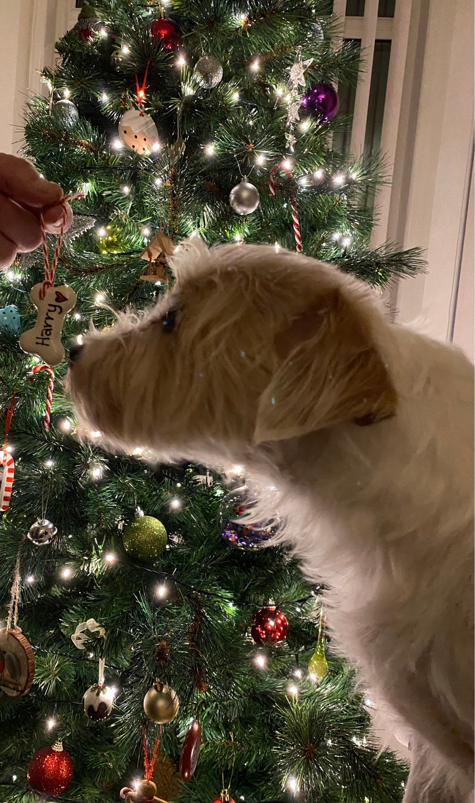 Dog Christmas decoration, personalised Christmas decoration, dog bone hanging decoration, personalised ceramic bone, gift for dogs, Xmas dog