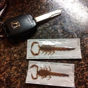 small-scorpions-from-indonesia-mesobuthus-martensii-etsy