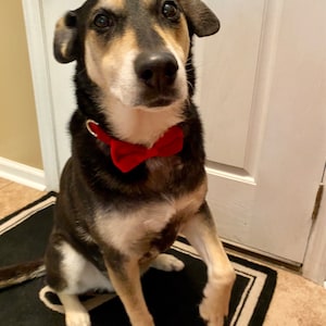 polka dot bow tie and suspenders