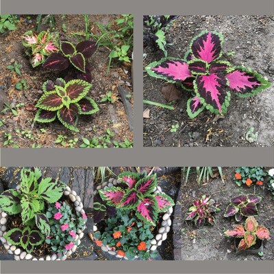 Coleus Samen Vomov Master Blend, lebendige Zierpflanze, seltene Samen