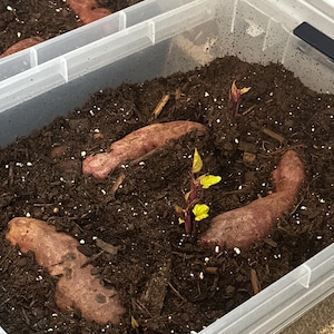 Joanna added a photo of their purchase