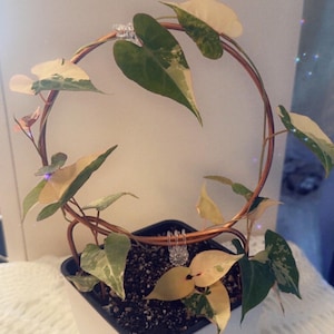 Hileila added a photo of their purchase