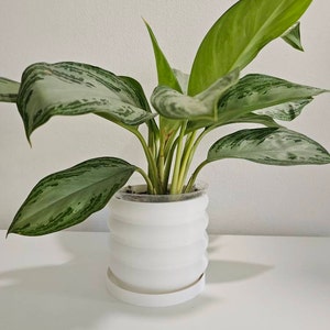 Isa added a photo of their purchase