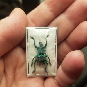 Real Turquoise Weevil Beetle Eupholus Chevrolati Etsy