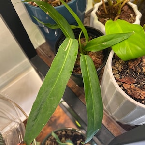 Amanda added a photo of their purchase