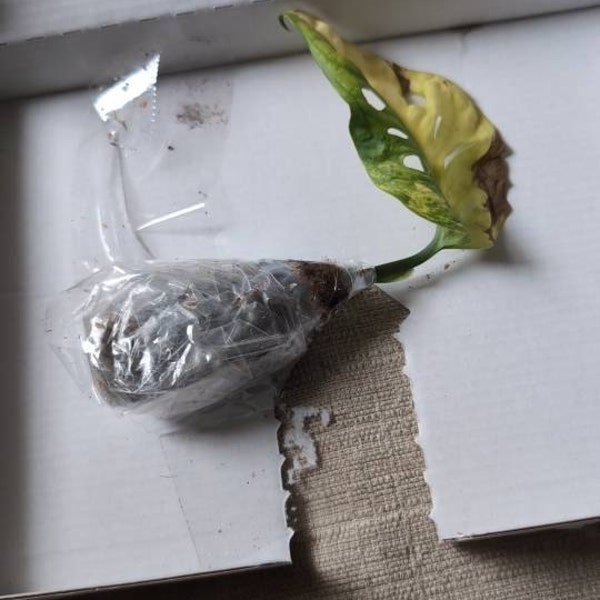 Japanese Rice Fish Eggs - Medaka Miyuki Silver - Etsy