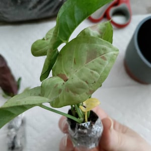 Tessa hat ein Foto des gekauften Artikels hinzugefügt