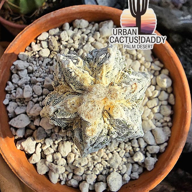 Astrophytum Myriostigma Cv. Onzuka Fukuryu - Etsy
