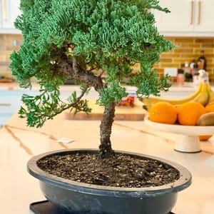 Procumbens Nana Juniper Bonsai Tree, 18-year-old Gnarly Trunk - Etsy