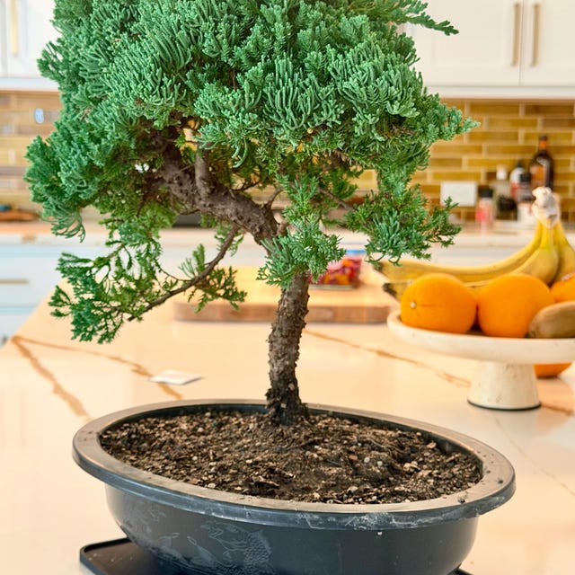 Procumbens Nana Juniper Bonsai Tree, 18-year-old Gnarly Trunk - Etsy Ireland