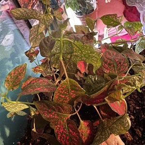 Maddie added a photo of their purchase