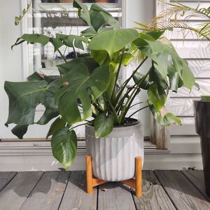 6 Monstera Deliciosa Split Leaf Philodendron Live House Etsy 日本