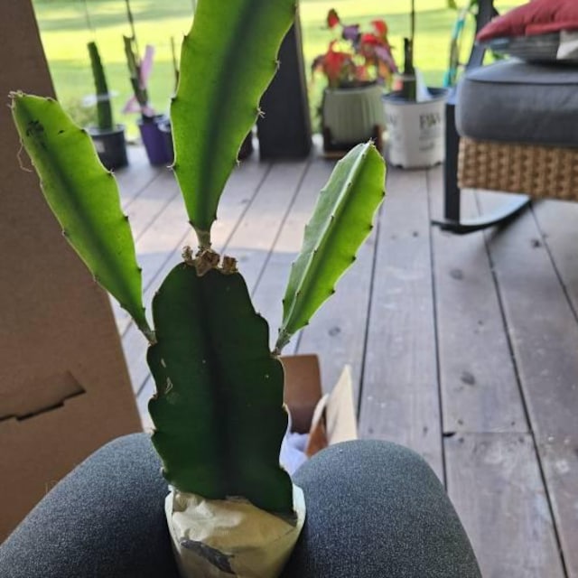 Drachenfrucht Pflanze / Kaktus, Hylocereus Undatus, Pitaya, Pitahaya,  Erdbeerbirne - Etsy.de