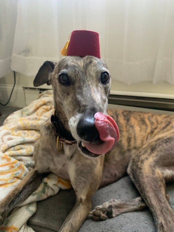 Customer photo of a pet with the Fez Hat mini small pet Cat Dog Hedgehog Vogue