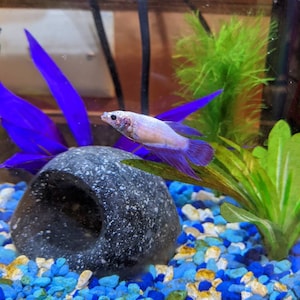 Mandi added a photo of their purchase