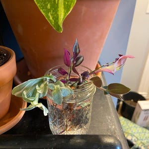 Laura added a photo of their purchase