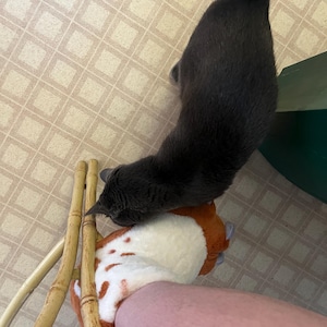 Celeste added a photo of their purchase