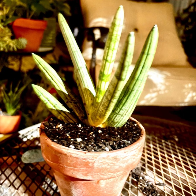 Starfish Sansevieria Cylindrica 'boncel' in 4" Pot (ships Bareroot) | Snake  Plant, Rare Succulent - Etsy Canada