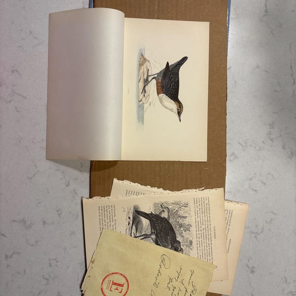 Leg Bones: Tibia / Fibula /human Anatomy - Descriptive Anatomy Book ...