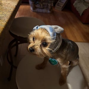 Dog Headphones Dog Barking Noise Cancellation Ruffmuffs Noise