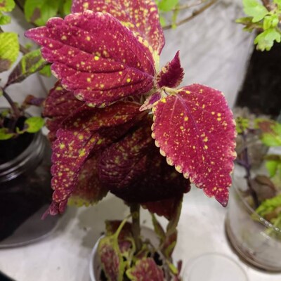 Coleus Samen Vomov Master Blend, lebendige Zierpflanze, seltene Samen