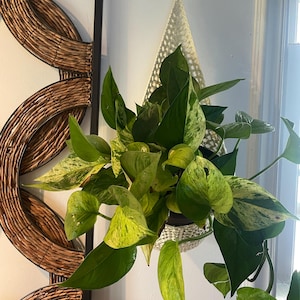 C added a photo of their purchase
