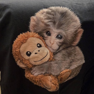 Debbie ha añadido una foto de su compra