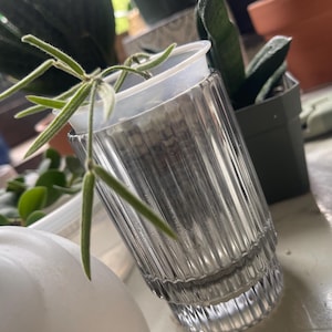 HiddenBeauty added a photo of their purchase