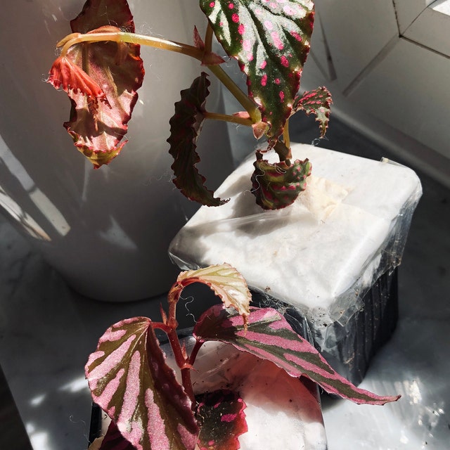 Begonia negrosensis - In search of small things