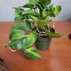 Jamie Weaver added a photo of their purchase