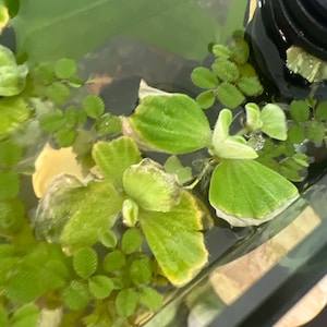 Shelby's heeft een foto van zijn/haar aankoop toegevoegd