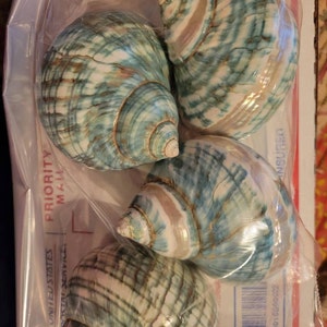 Spotted Banded Tun Sea Shell NIGHTLIGHT Bathroom Kitchen - Etsy