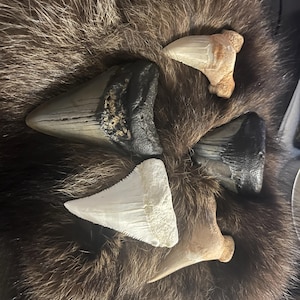 Carlos added a photo of their purchase