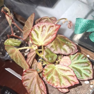 Heather さんが購入した商品の写真を追加しました
