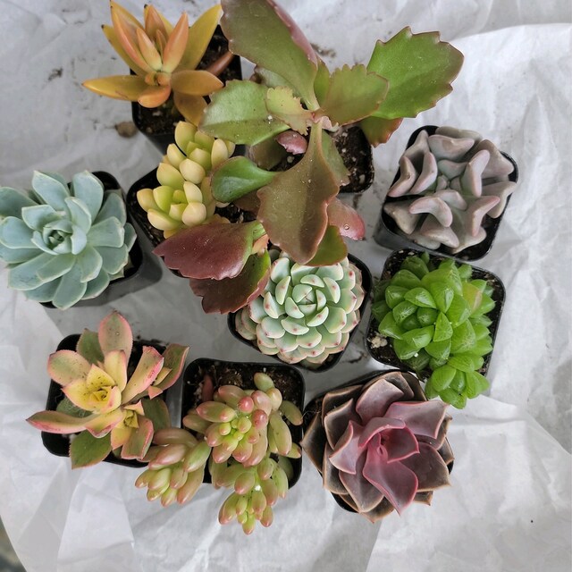 Colorful Succulents Variety Pack - 2